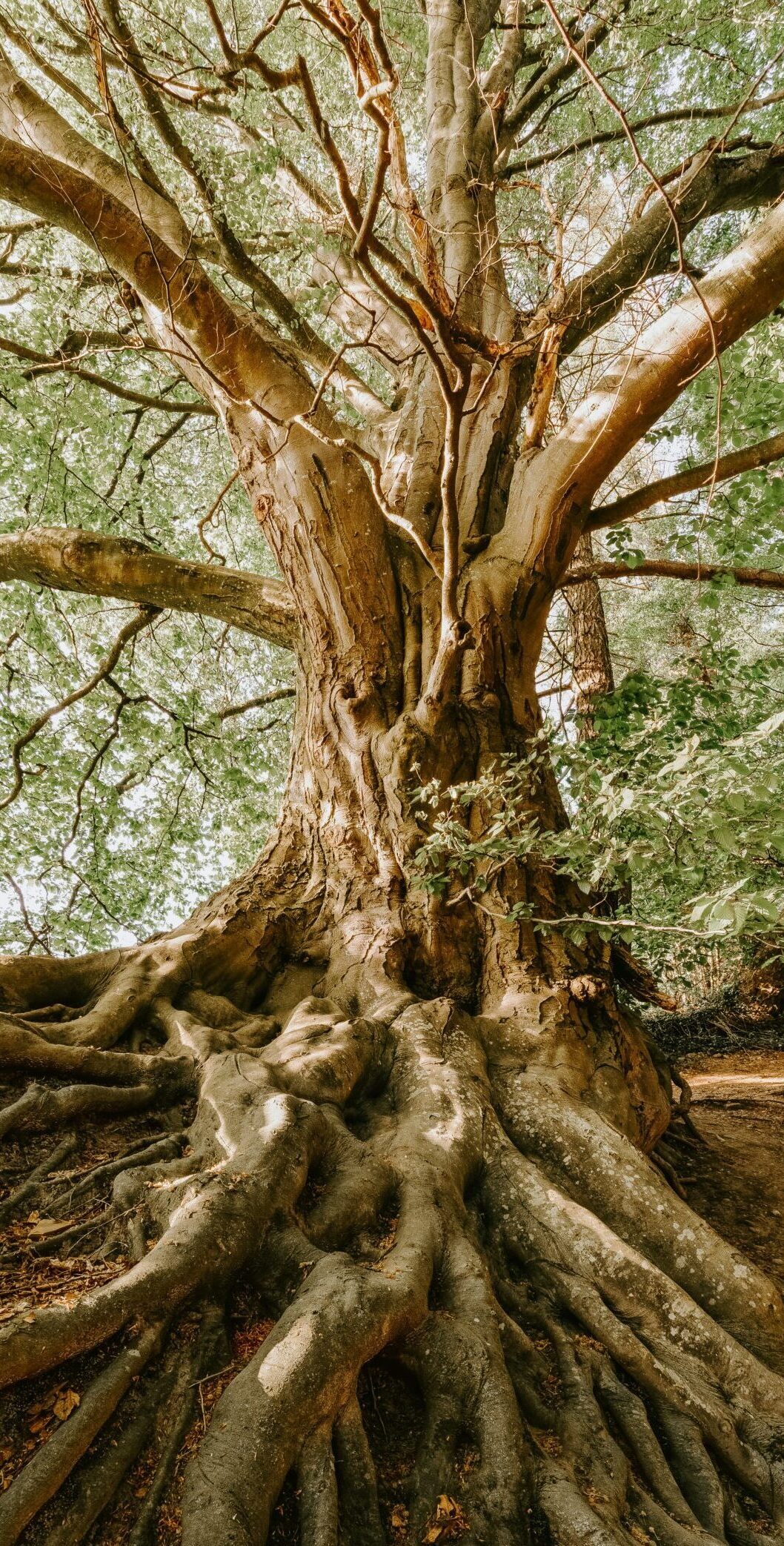 Embodiment und spirituelles Mentoring München